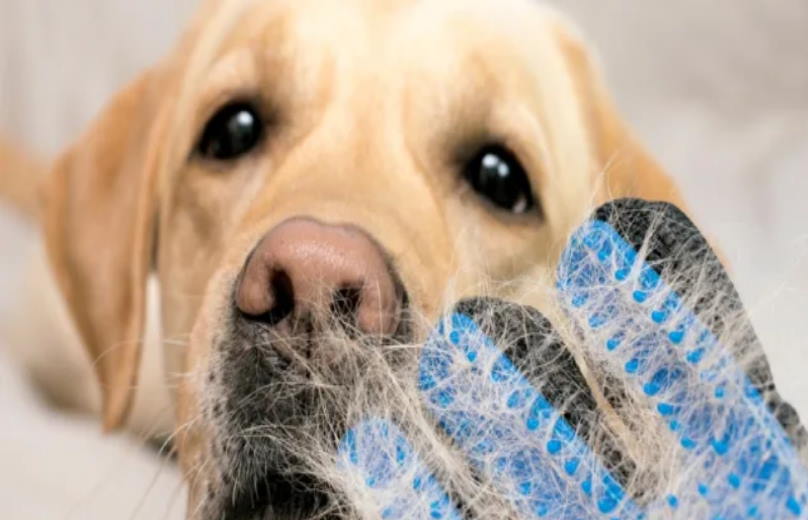 5 Proven Remedies For Reducing Your Dog's Shedding